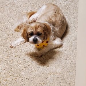 Meet your Posher, Andrea